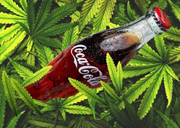 大麻市場正火熱，要如何投資大麻股票？帶你分析大麻產業的資訊